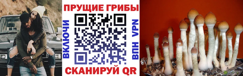 Псилоцибиновые грибы Cubensis Ворсма